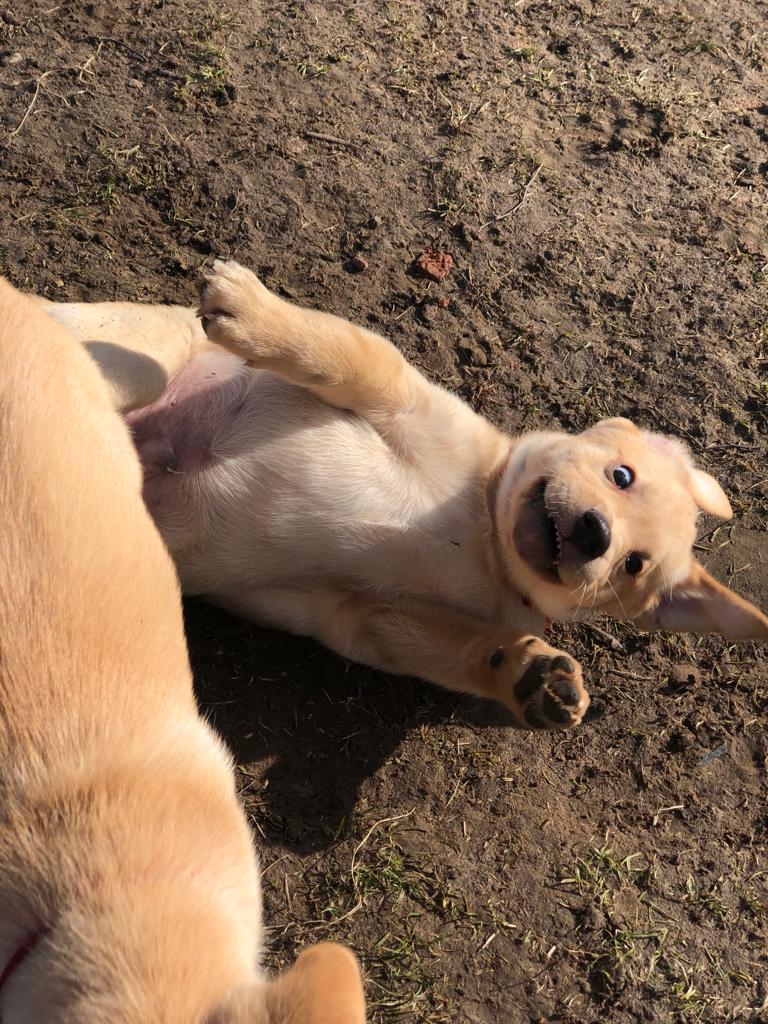 crazy labrador puppy lying on its back
