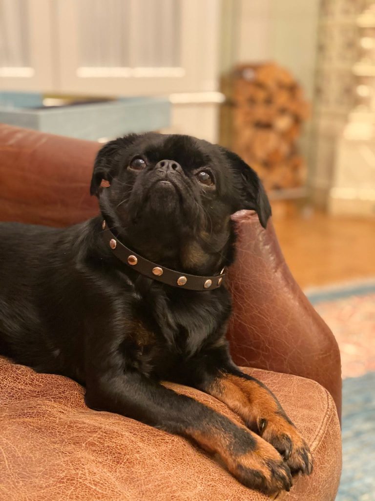 griffon with studded leather dog collar