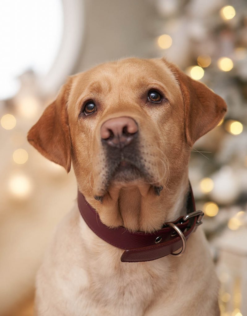 labrador with leather dog collar