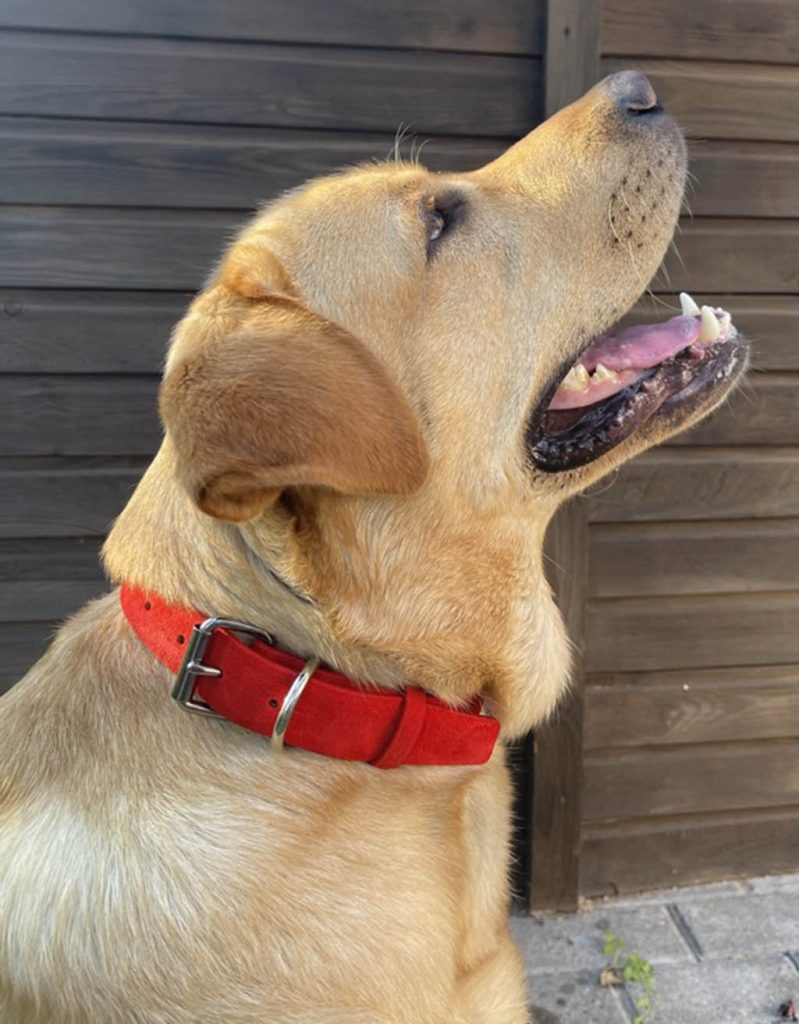 labrador with red suede leather dog collar
