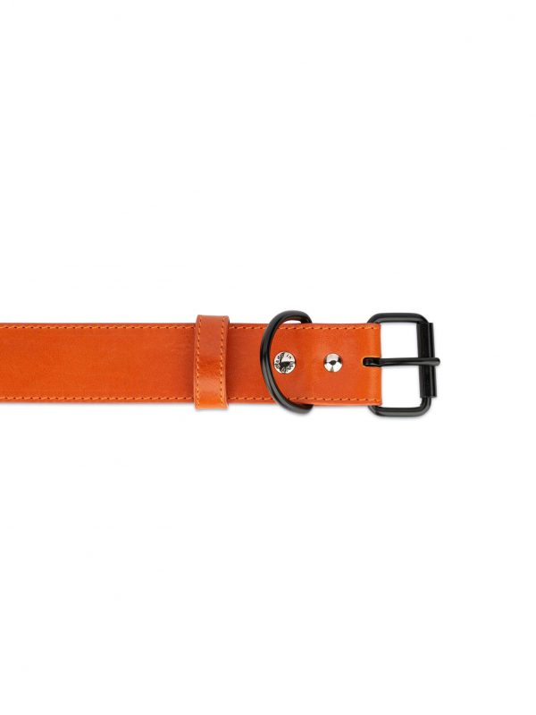 tan leather dog collar with black buckle 2