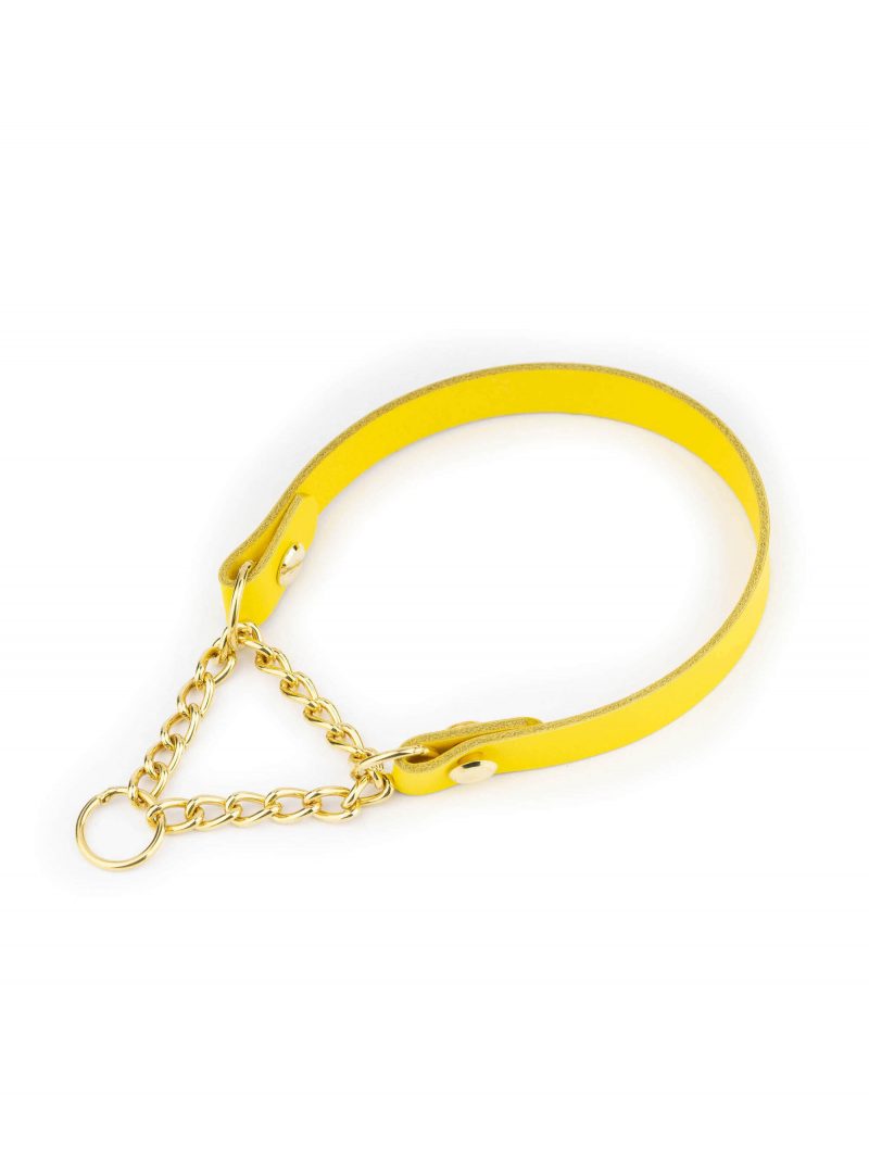 yellow dog collar gold martingale chain 1